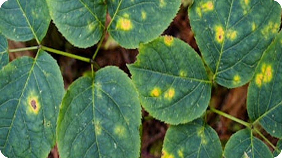 Diseased crop leaves identifying yellow spots